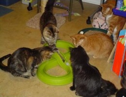 Cat Track Racing Placing Bets