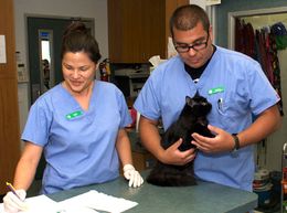 The Cat Care Clinic