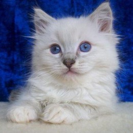 Blue Tabby Ragdoll Kitten