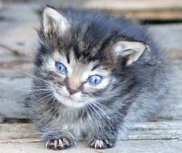 Cat Cafe Melborne